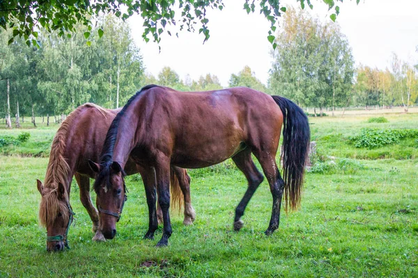 Anmutige Braune Pferde Auf Einer Grünen Wiese Einem Birkenhain Einem — Stockfoto