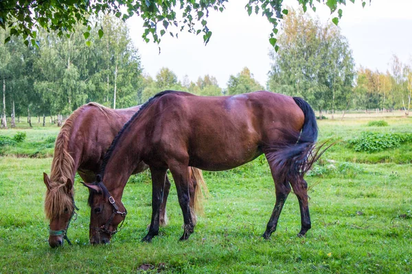 Kecses Barna Egy Zöld Rét Egy Nyírfa Ligetben Egy Nyári — Stock Fotó