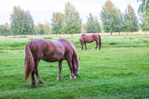 Anmutige Braune Pferde Auf Einer Grünen Wiese Einem Birkenhain Einem — Stockfoto