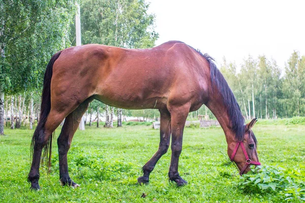 Изящная Коричневая Лошадь Зеленом Лугу Березовой Роще Летним Вечером — стоковое фото