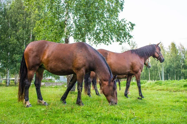 Anmutige Braune Pferde Auf Einer Grünen Wiese Einem Birkenhain Einem — Stockfoto