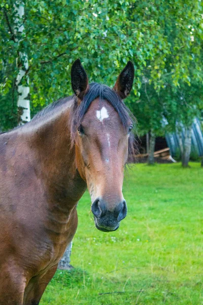 Anmutiges Braunes Pferd Auf Einer Grünen Wiese Einem Birkenhain Einem — Stockfoto