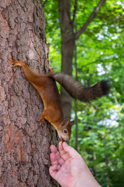 Red Squirrel Tree Trunk — Stock Photo, Image