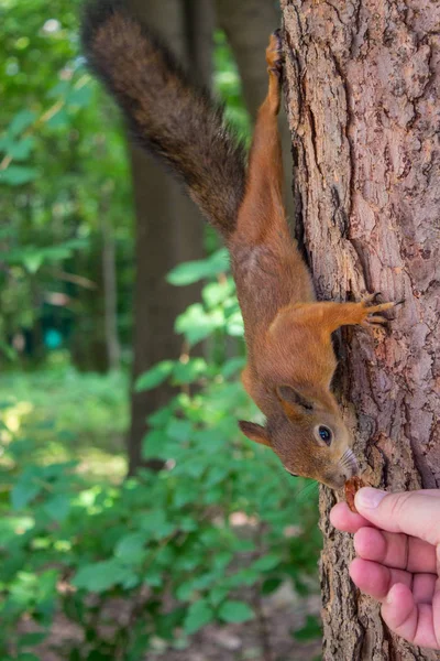 Esquilo Vermelho Tronco Árvore — Fotografia de Stock