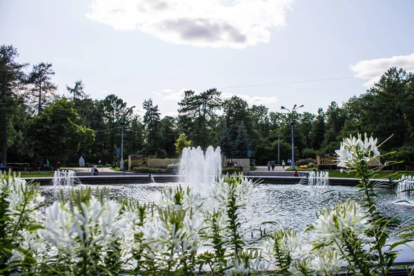 莫斯科 俄罗斯 2019年7月29日 索科尔尼基公园用白花盛开的喷泉和花坛 — 图库照片