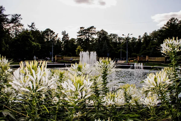 Moscú Rusia Julio 2019 Fuente Parterre Con Flores Blancas Parque — Foto de Stock