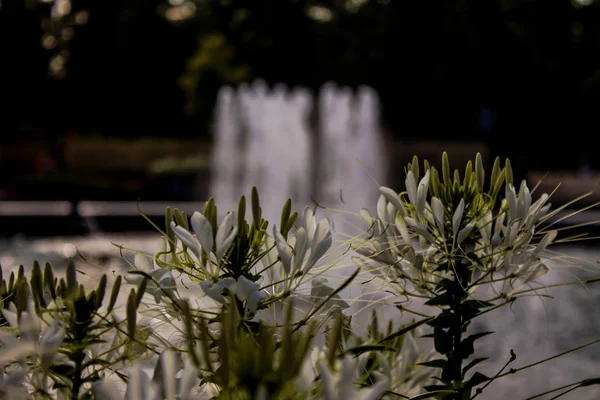 莫斯科 俄罗斯 2019年7月29日 索科尔尼基公园用白花盛开的喷泉和花坛 — 图库照片
