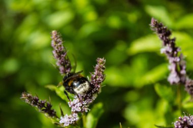 Çiçek açan nane ve bumblebee yakın çekim