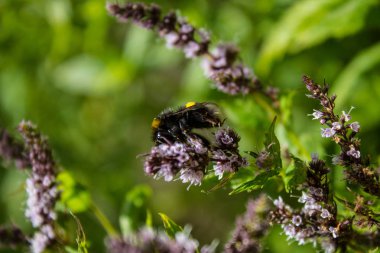 Çiçek açan nane ve bumblebee yakın çekim