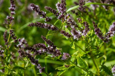 Çiçek açan nane ve bumblebee yakın çekim