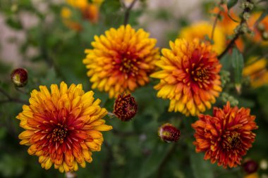 Kırmızı ve sarı parlak dahlias yakın çekim