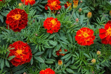 Kırmızı ve sarı parlak dahlias yakın çekim