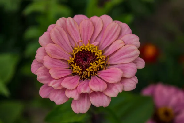 Virág Halvány Rózsaszín Dahlia Közeli — Stock Fotó