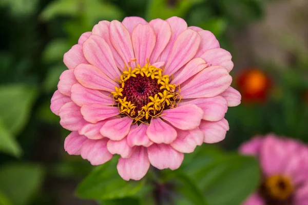 Virág Halvány Rózsaszín Dahlia Közeli — Stock Fotó