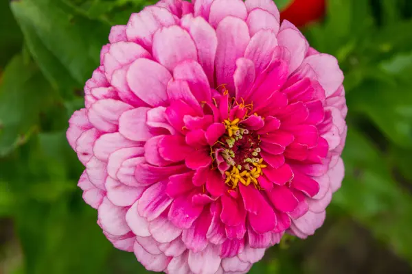 Flower Pale Pink Dahlia Close — Stock Photo, Image