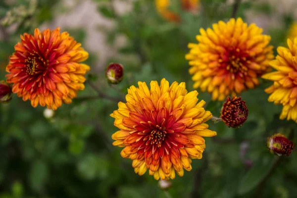 Red Yellow Bright Dahlias Close — Stock Photo, Image