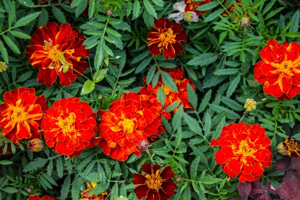 Яркие Цветы Мэриголд Клумбе Крупным Планом — стоковое фото