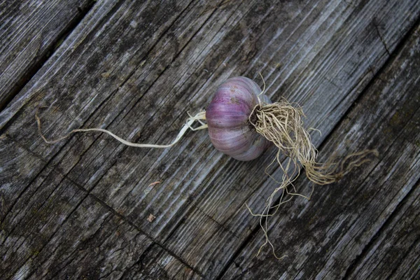 Čerstvá Česneková Hlava Blízka Neutrálním Pozadí — Stock fotografie