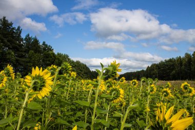 Sarı ayçiçeği alanı açık yaz günü