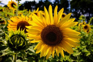 Sarı ayçiçeği alanı açık yaz günü