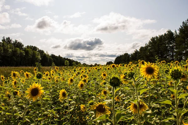 Field of yellow sunflowers clear summer day