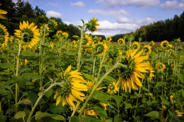 Field of yellow sunflowers clear summer day