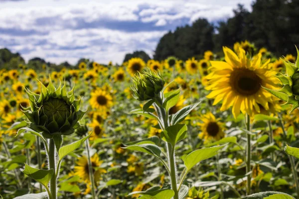 Field of yellow sunflowers clear summer day