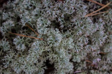 Orman da toprak yüzeyinde yosun yakın çekim