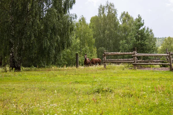 Sommerliche Landschaft Einem Klaren Tag — Stockfoto