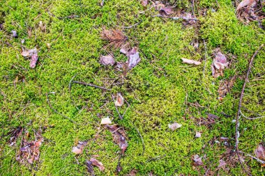 Orman da toprak yüzeyinde yosun yakın çekim