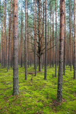 Bir yaz gününde çam ağaçları ve yumuşak yeşil yosun pürüzsüz paralel gövdeleri ile kozalaklı orman