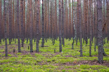 Bir yaz gününde çam ağaçları ve yumuşak yeşil yosun pürüzsüz paralel gövdeleri ile kozalaklı orman