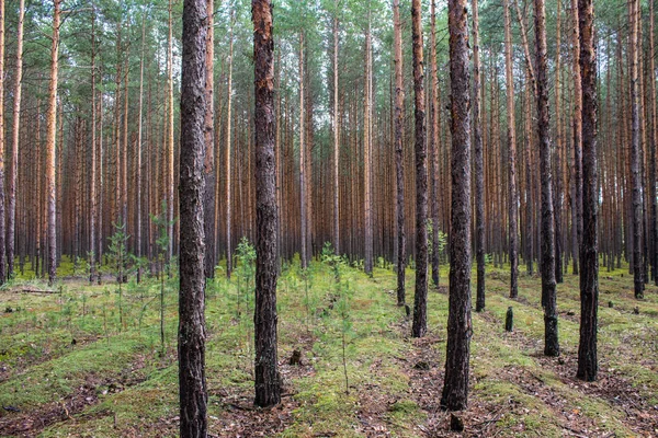 Coniferous Forest Met Gladde Parallelle Stammen Van Dennenbomen Zacht Groen — Stockfoto