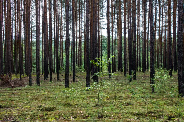 Coniferous Forest Met Gladde Parallelle Stammen Van Dennenbomen Zacht Groen — Stockfoto