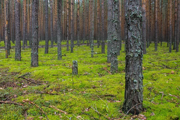 Las Iglastych Gładkimi Równoległymi Pnie Drzew Sosnowych Miękkiego Zielonego Mchu — Zdjęcie stockowe