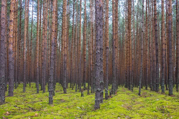 Coniferous Forest Smooth Parallel Trunks Pine Trees Soft Green Moss — Stock Photo, Image