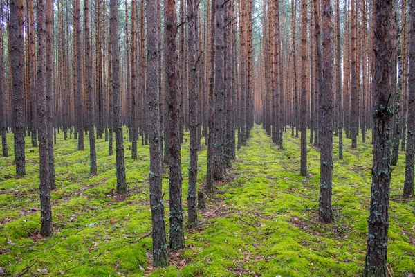 Coniferous Forest Met Gladde Parallelle Stammen Van Dennenbomen Zacht Groen — Stockfoto