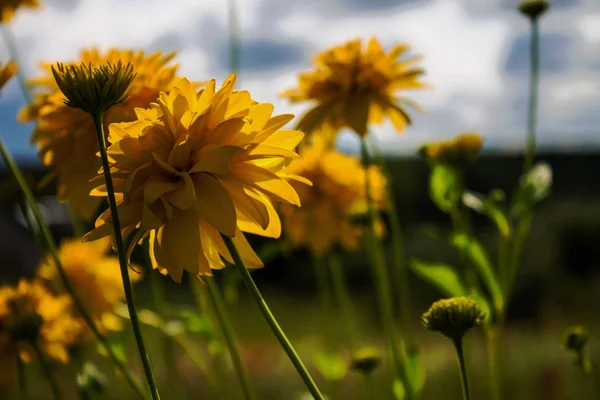 Yellow Dahlias Clear Summer Day — Stock Photo, Image