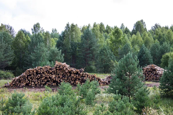 Velká Hromada Kulatiny Řezání Dřeva Letním Lese Jasného Dne Rusko — Stock fotografie