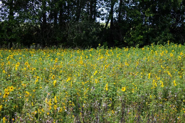 Campo Girassóis Amarelos Brilhantes Dia Verão Claro — Fotografia de Stock