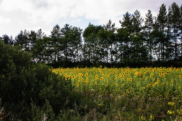 Açık Bir Yaz Gününde Parlak Sarı Ayçiçeği Alanı — Stok fotoğraf
