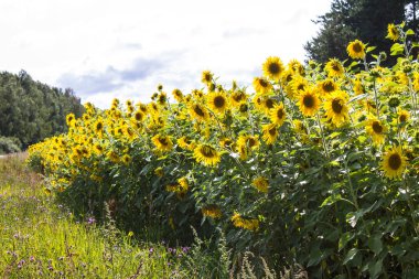 Açık bir yaz gününde parlak sarı ayçiçeği Alanı