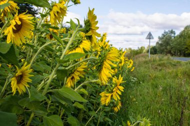 Açık bir yaz gününde parlak sarı ayçiçeği Alanı