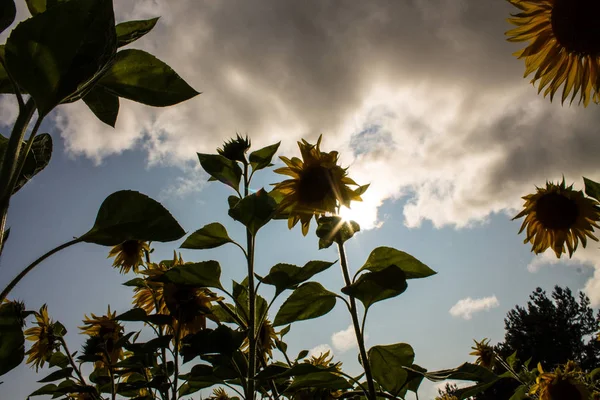 Campo Girasoles Color Amarillo Brillante Día Claro Verano —  Fotos de Stock