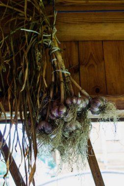 A bunch of fresh garlic harvest hung by the stems for drying clipart