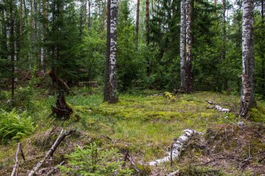 Bulutlu bir yaz gününde Rusya'nın Vladimir bölgesinde iğne yapraklı ve yaprak döken ağaçlar ile karışık orman