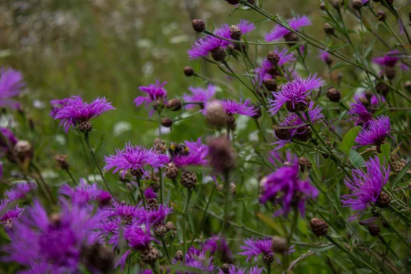 Wild Meadow Cornflower Bumblebee Close — Stock Photo, Image