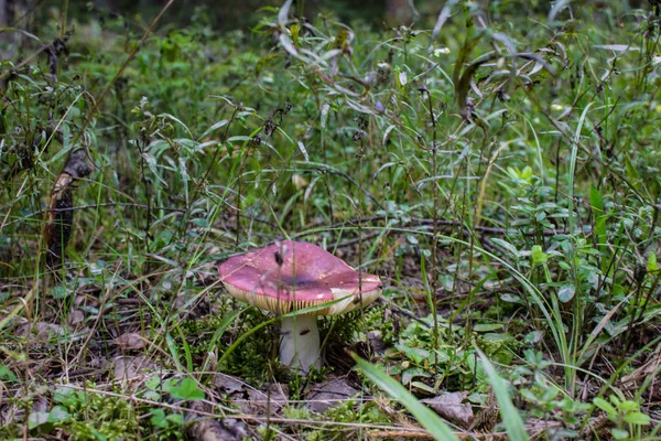 Edible Growing Forest Mushroom Closeup — Stock Photo, Image