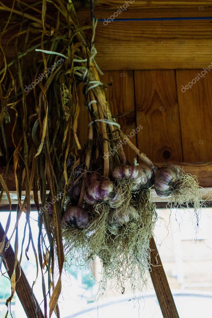 A bunch of fresh garlic harvest hung by the stems for drying
