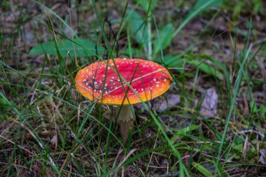 Kızıl mantar orman closeup agaric sinek